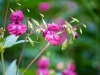 Bloemen-op-veld