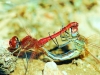 DSC_0009-Zwervende-heidelibel-sympetrum-fonscolombii-Lac-du-Devesset