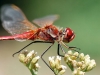 DSC_0038-Zwervende-heidelibel-mnl-Sympetrum-fonscolombii-Lac-du-Devesset